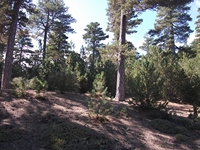rrente Quarantore-20110911 071